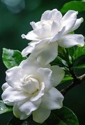 栀子花