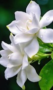 栀子花