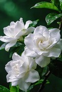 栀子花