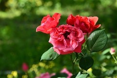 2026080 月 季 花