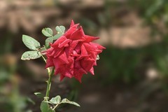 2026080 月 季 花
