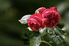 2026080 月 季 花