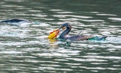 明湖鸬鹚（二十）