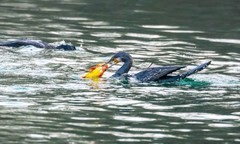 明湖鸬鹚（二十）