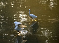 冬日鹭鸟（二）