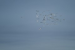 清晨偶遇远山上飞翔的白鹭（尼康D850超远拍摄，直线距离可能超过2000米！）