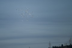 清晨偶遇远山上飞翔的白鹭（尼康D850超远拍摄，直线距离可能超过2000米！）