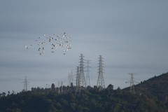 清晨偶遇远山上飞翔的白鹭（尼康D850超远拍摄，直线距离可能超过2000米！）