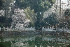 望月公园早樱开了--2
