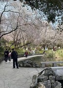 望月公园早樱开了--2