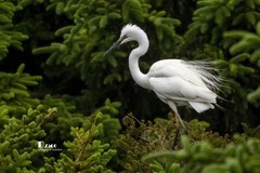 鹜岛里的白鹭（94）