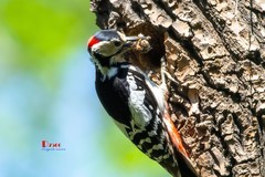 林中啄木鸟（64）