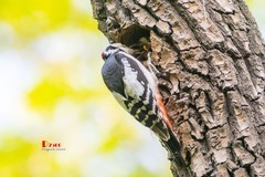 林中啄木鸟（64）