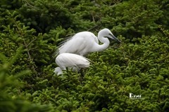 鹜岛里的白鹭（94）