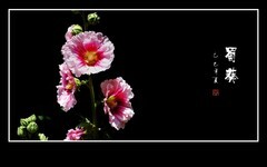 花朵艳丽的蜀葵花