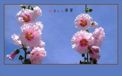 花朵艳丽的蜀葵花