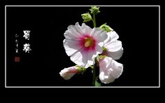 花朵艳丽的蜀葵花