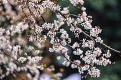 望月公园早樱开了--3