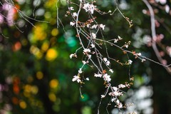 望月公园早樱开了--3