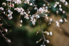 望月公园早樱开了--3