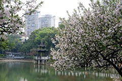 花树。西府海棠