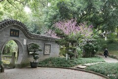 花树。西府海棠