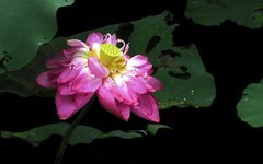 [26167] 江北休闲绿地的荷花（3）