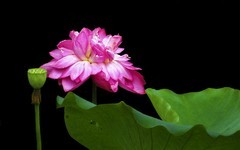 [26167] 江北休闲绿地的荷花（3）