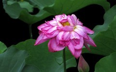 [26167] 江北休闲绿地的荷花（3）