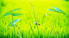鸟中大熊猫——震旦鸦雀（8）
