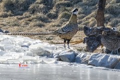 白冠长尾雉（21）