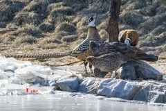 白冠长尾雉（21）