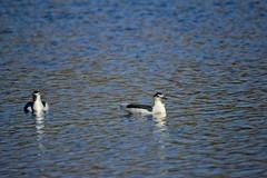冬季——明湖夜鹭