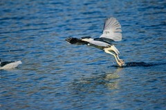 冬季——明湖夜鹭