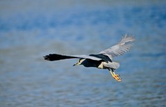 冬季——明湖夜鹭