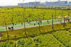 七彩油菜花（5）