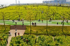 七彩油菜花（5）