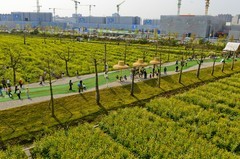 七彩油菜花（5）