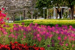 宏城公园——拍花