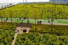 七彩油菜花（6）