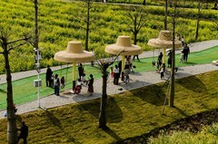 七彩油菜花（6）