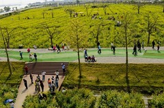 七彩油菜花（6）