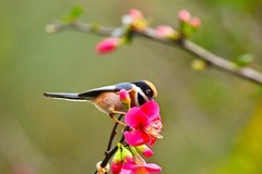 长尾山雀戏海棠