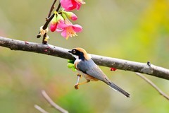 长尾山雀戏海棠