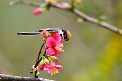 长尾山雀戏海棠