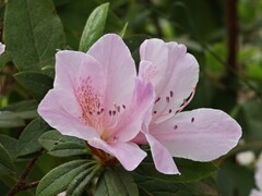 拍摄花卉一（924）