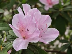 拍摄花卉一（924）