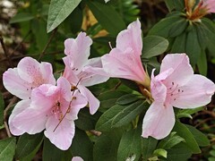 拍摄花卉一（924）