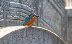 小翠鸟（十四）