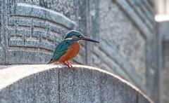 小翠鸟（十四）